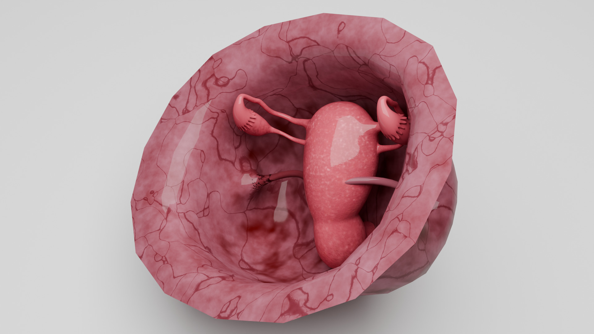 Realistic Uterus and Ovaries 3D Model 3D model_2