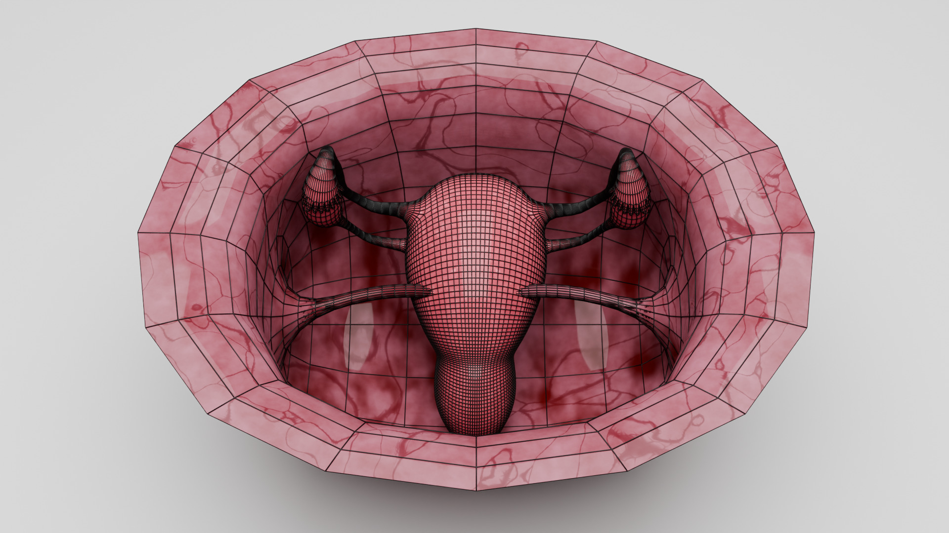 Realistic Uterus and Ovaries 3D Model 3D model_1