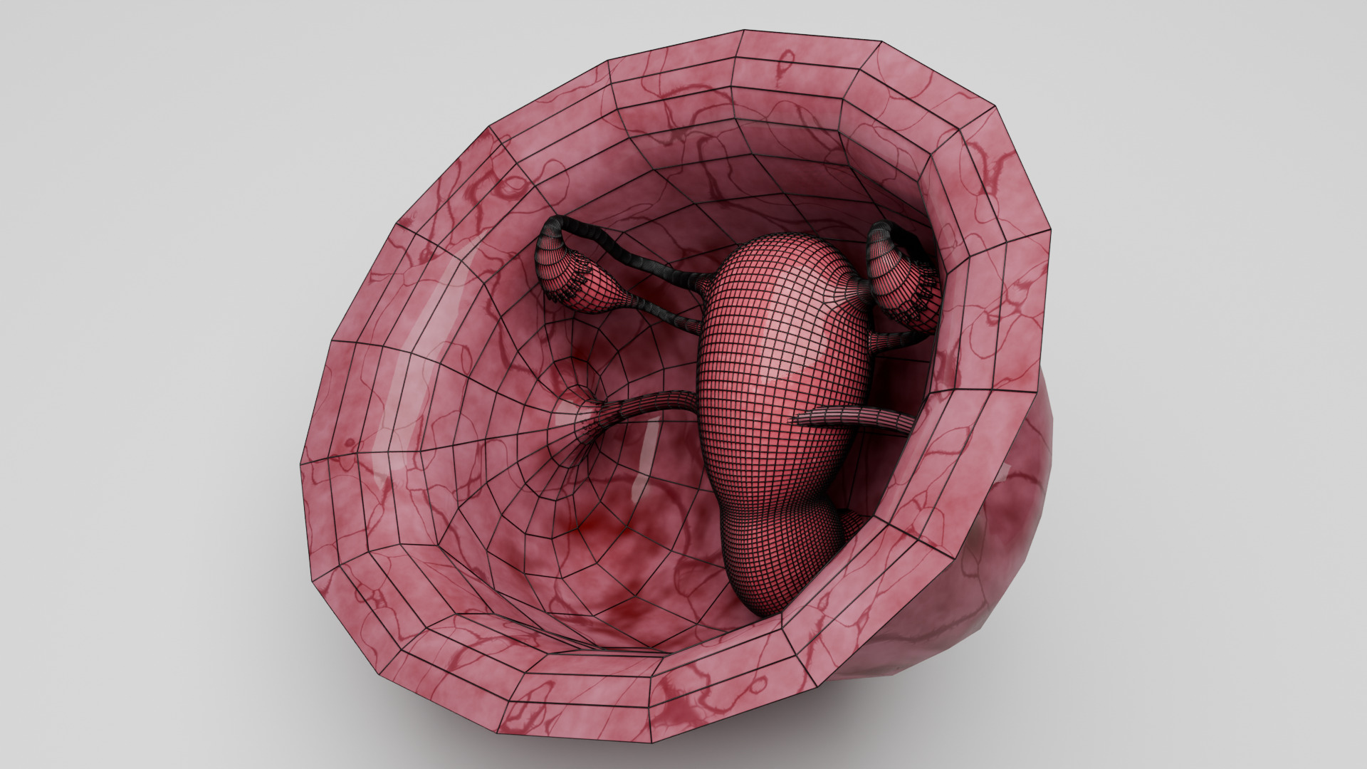 Realistic Uterus and Ovaries 3D Model 3D model_3