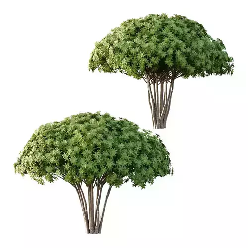 Edgeworthia chrysantha Plant Bush 04 3D model