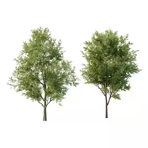 fraxinus excelsior tree 001