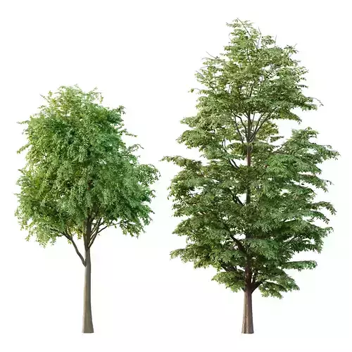 fraxinus excelsior tree 002