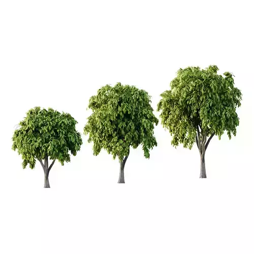 Osmanthus Fragrans Tree 02