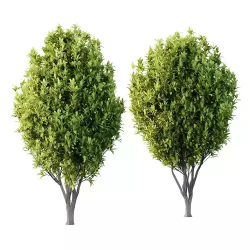 Osmanthus Fragrans Tree 03 3D model Osmanthus Fragrans Tree 03 3D model