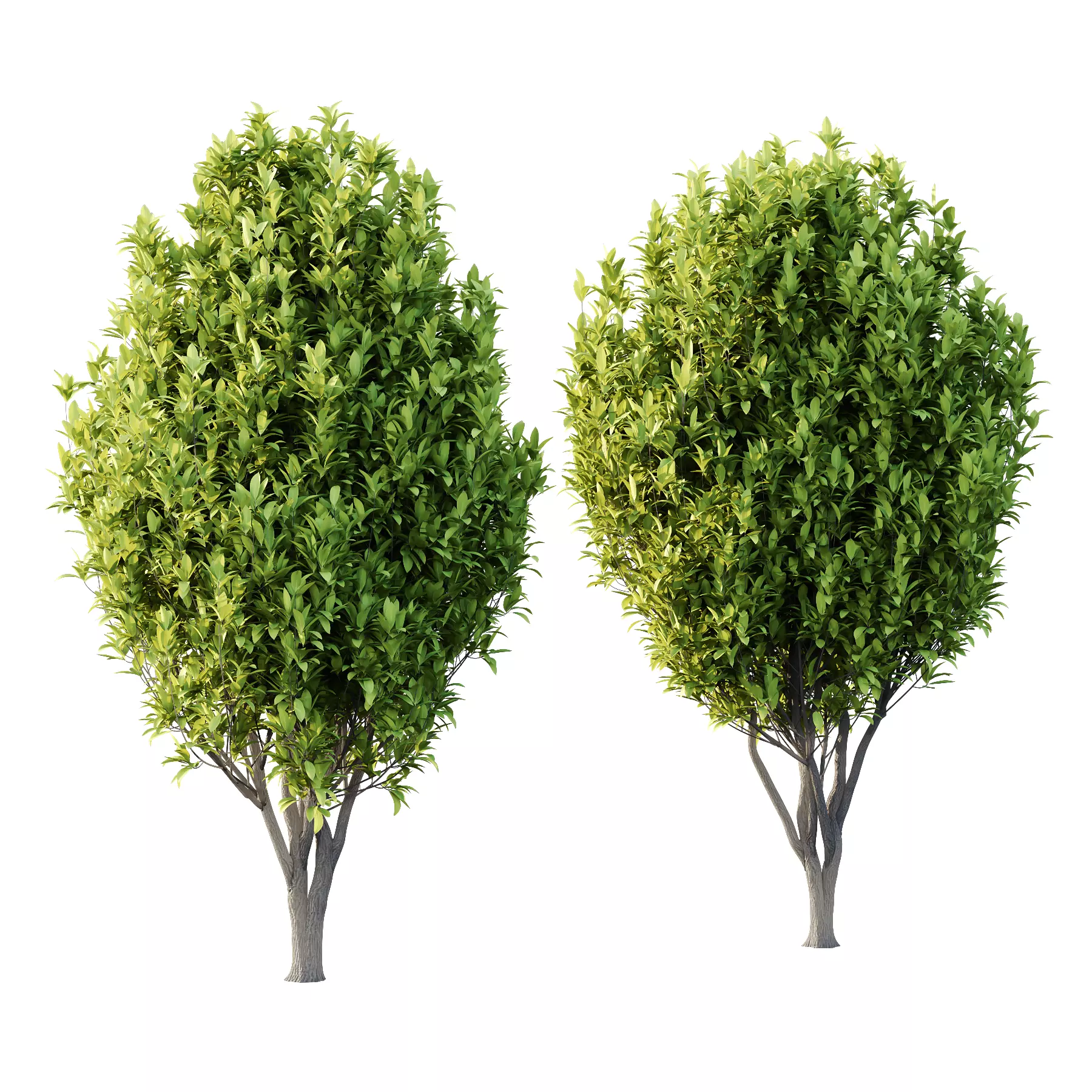 Osmanthus Fragrans Tree 03 3D model_0