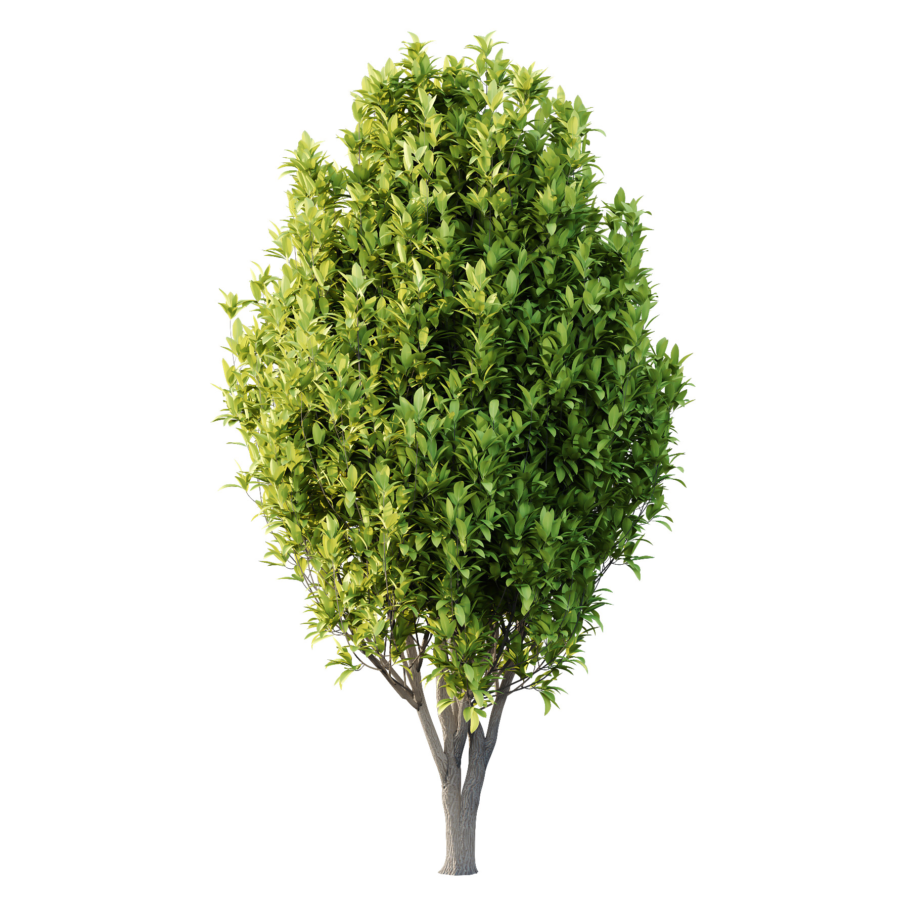 Osmanthus Fragrans Tree 03 3D model_1
