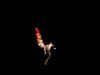 Animated Fire Free 3D model_1