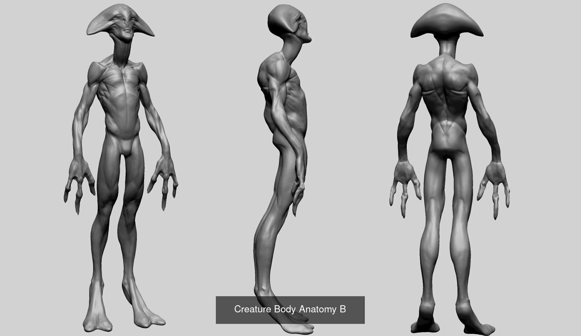 Various anatomy models - Male Female and Creature 3D Model Collection_16
