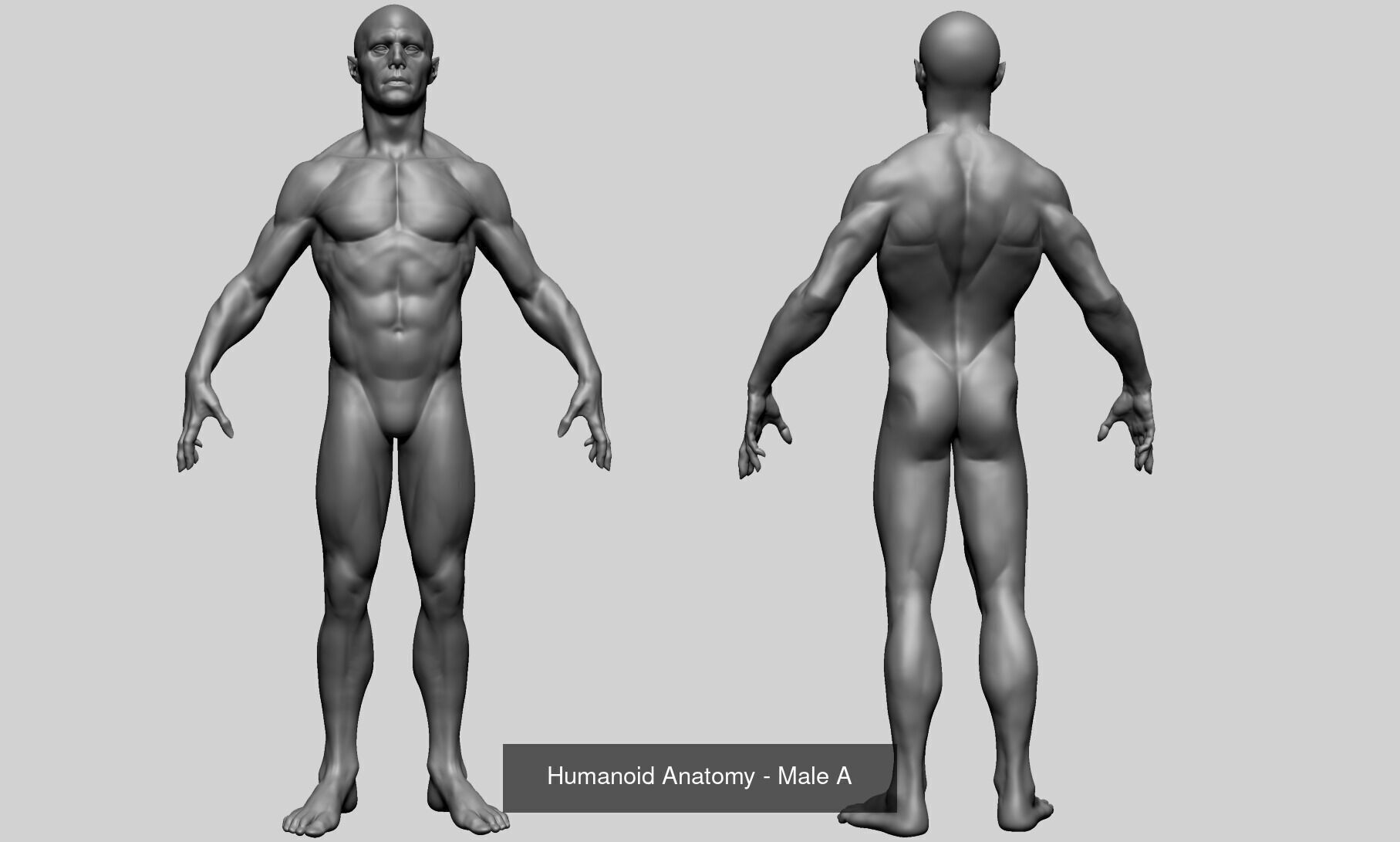 Various anatomy models - Male Female and Creature 3D Model Collection_24