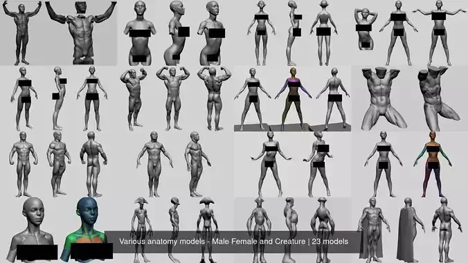 Various anatomy models - Male Female and Creature 3D Model Collection