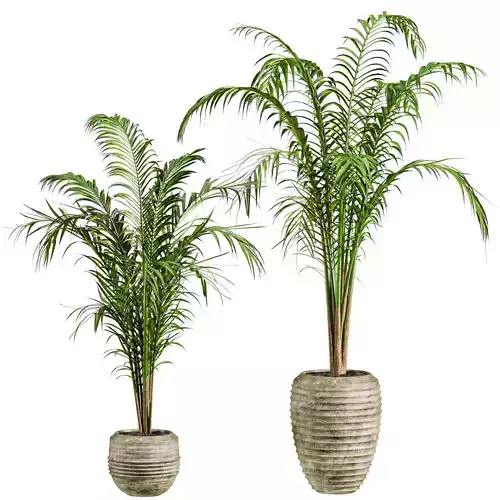 palm plant