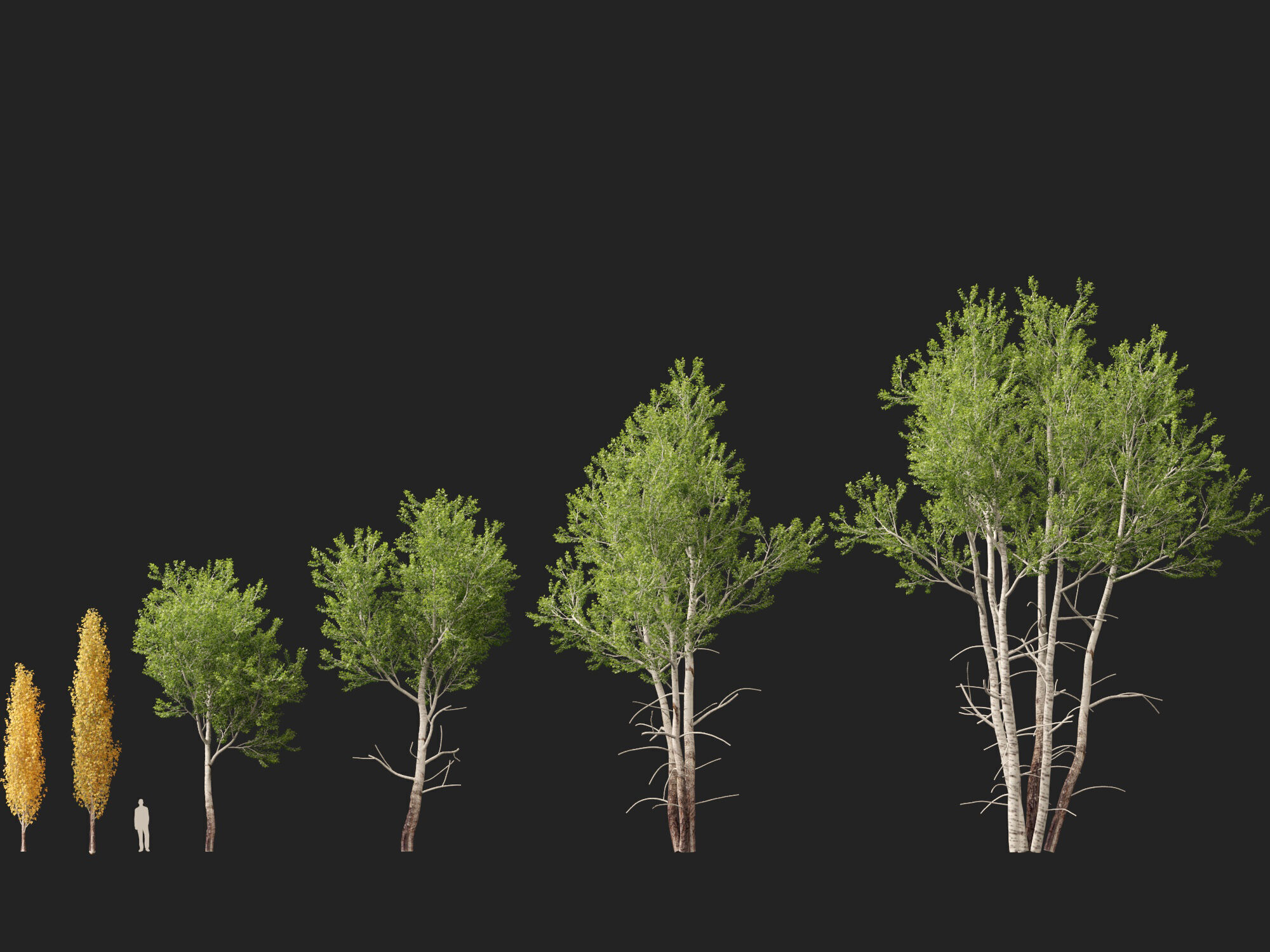 HighpolyLowPoly - Populus tremuloides - Quaking aspen Low-poly 3D model_2
