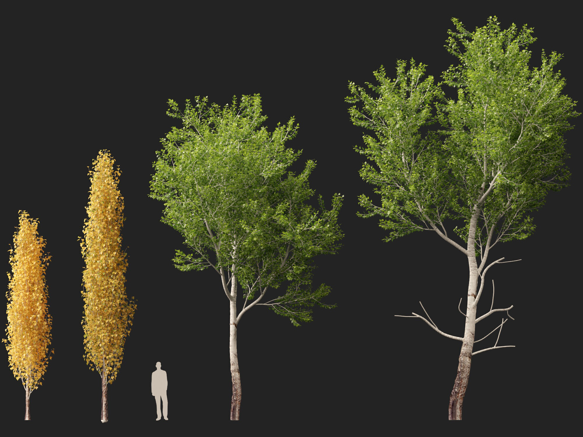 HighpolyLowPoly - Populus tremuloides - Quaking aspen Low-poly 3D model_4
