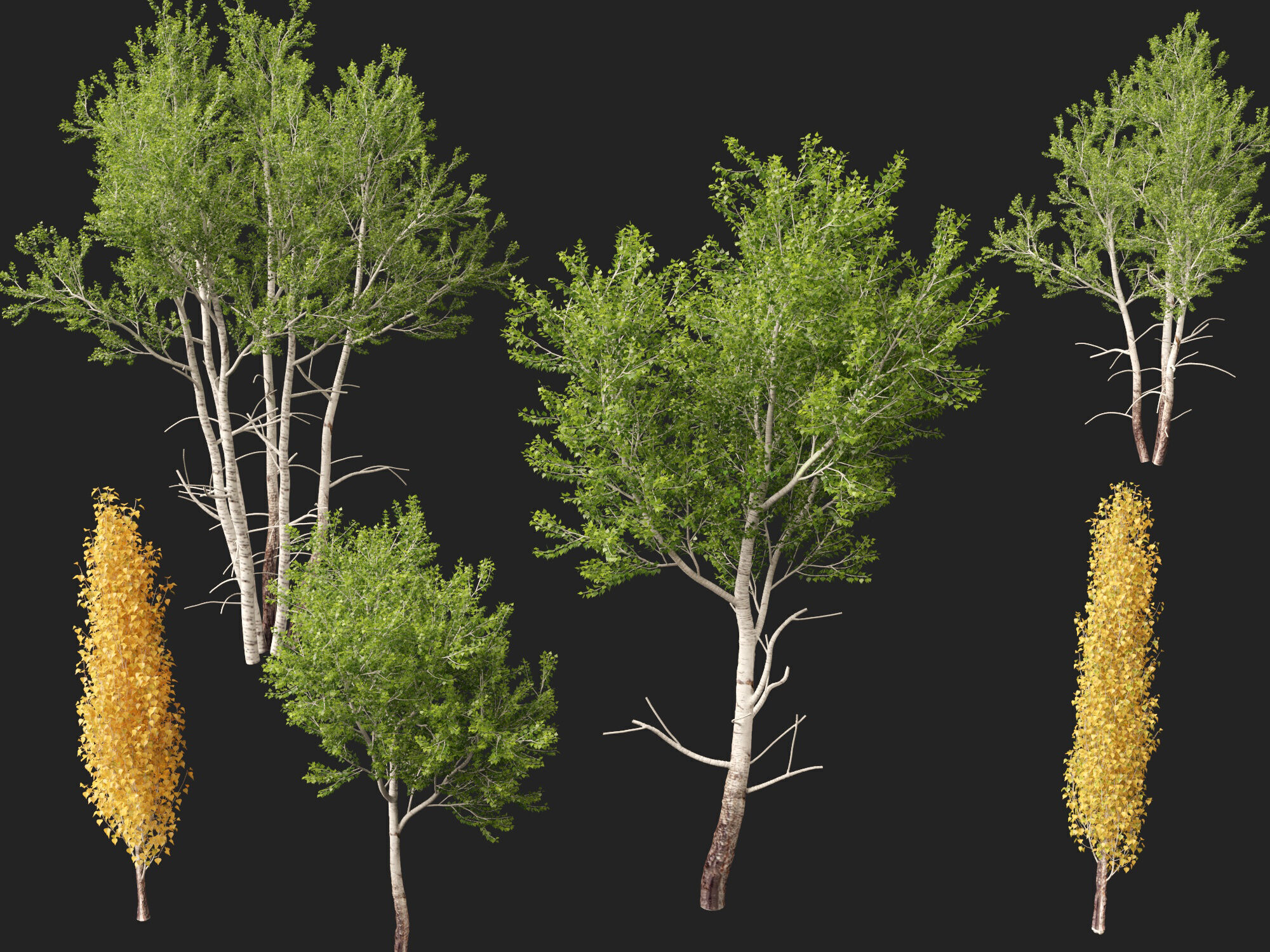 HighpolyLowPoly - Populus tremuloides - Quaking aspen Low-poly 3D model_8