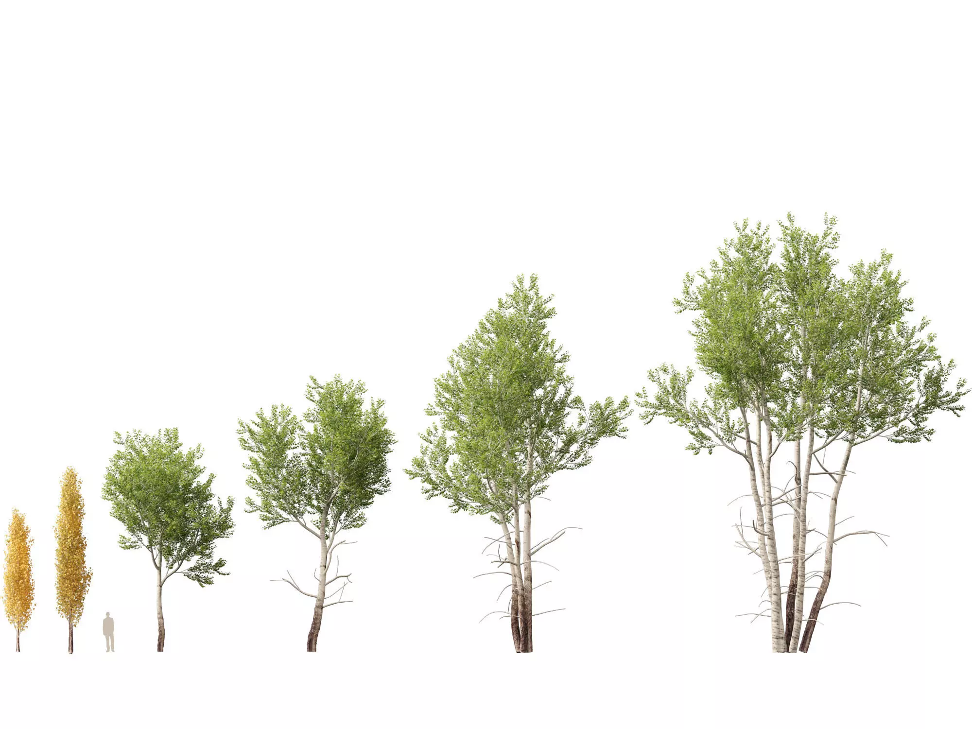 HighpolyLowPoly - Populus tremuloides - Quaking aspen Low-poly 3D model_0