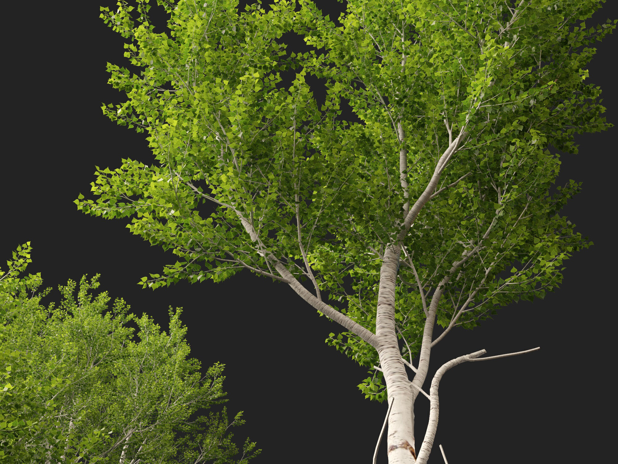 HighpolyLowPoly - Populus tremuloides - Quaking aspen Low-poly 3D model_1