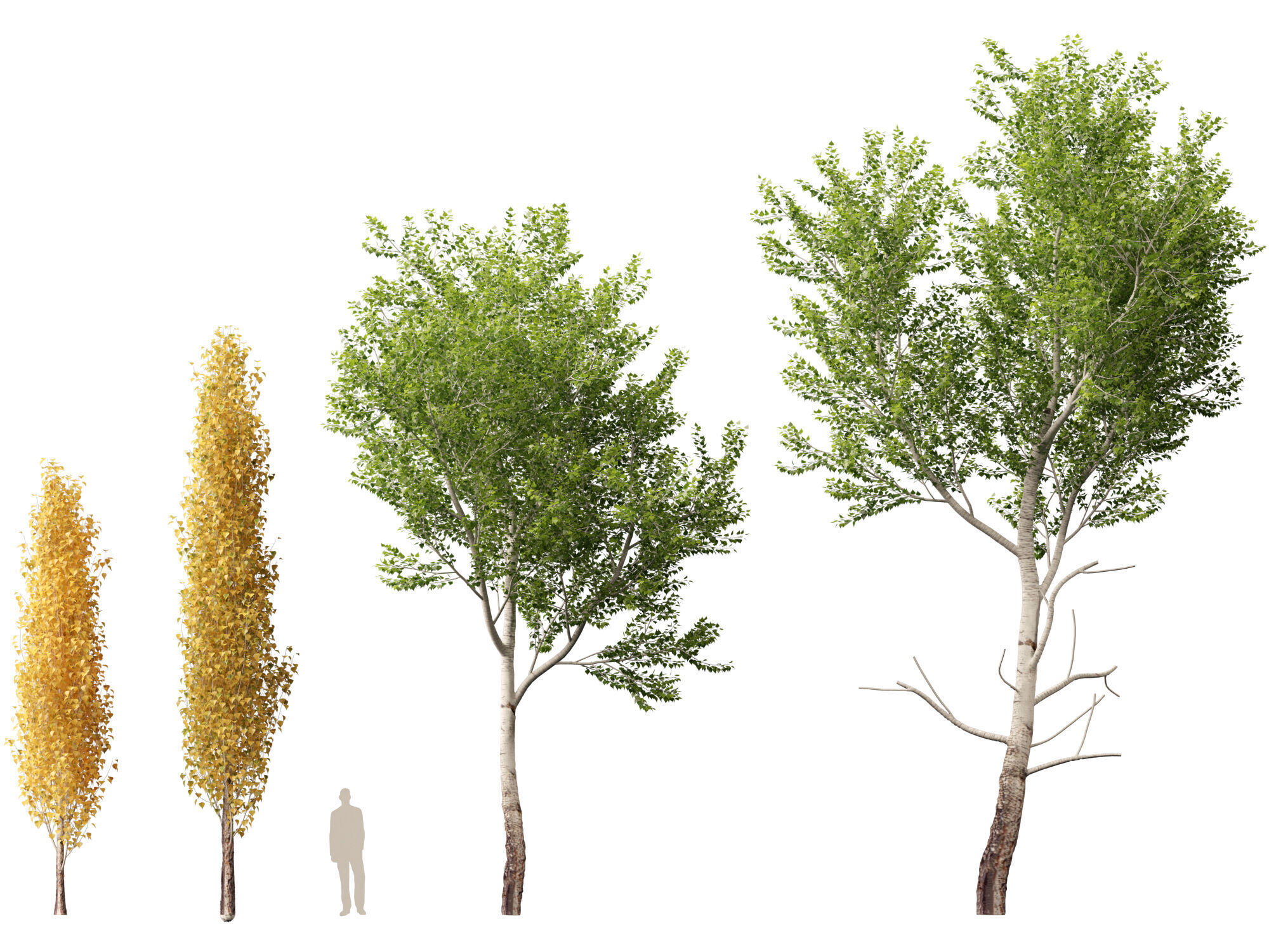 HighpolyLowPoly - Populus tremuloides - Quaking aspen Low-poly 3D model_3