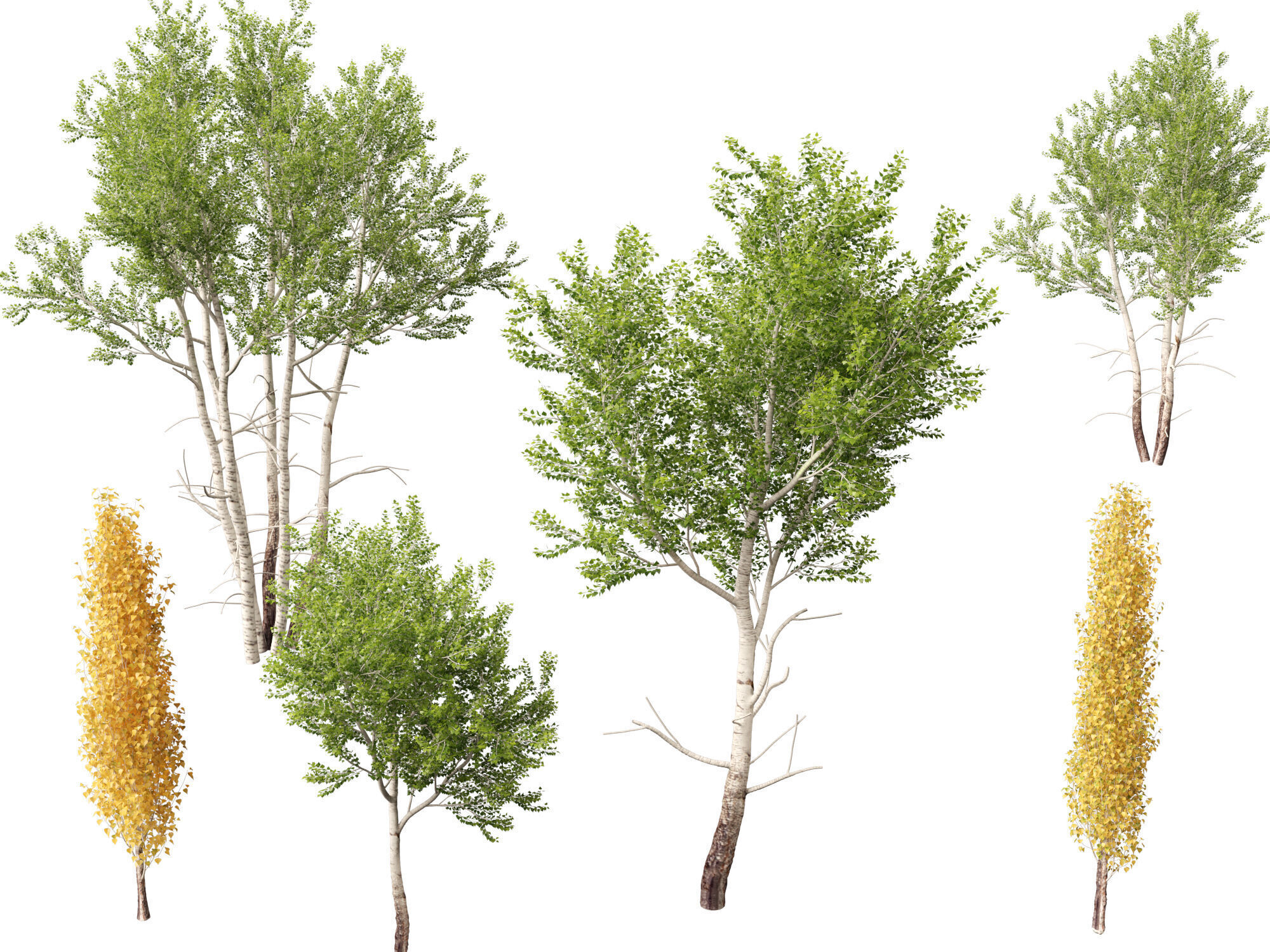 HighpolyLowPoly - Populus tremuloides - Quaking aspen Low-poly 3D model_7