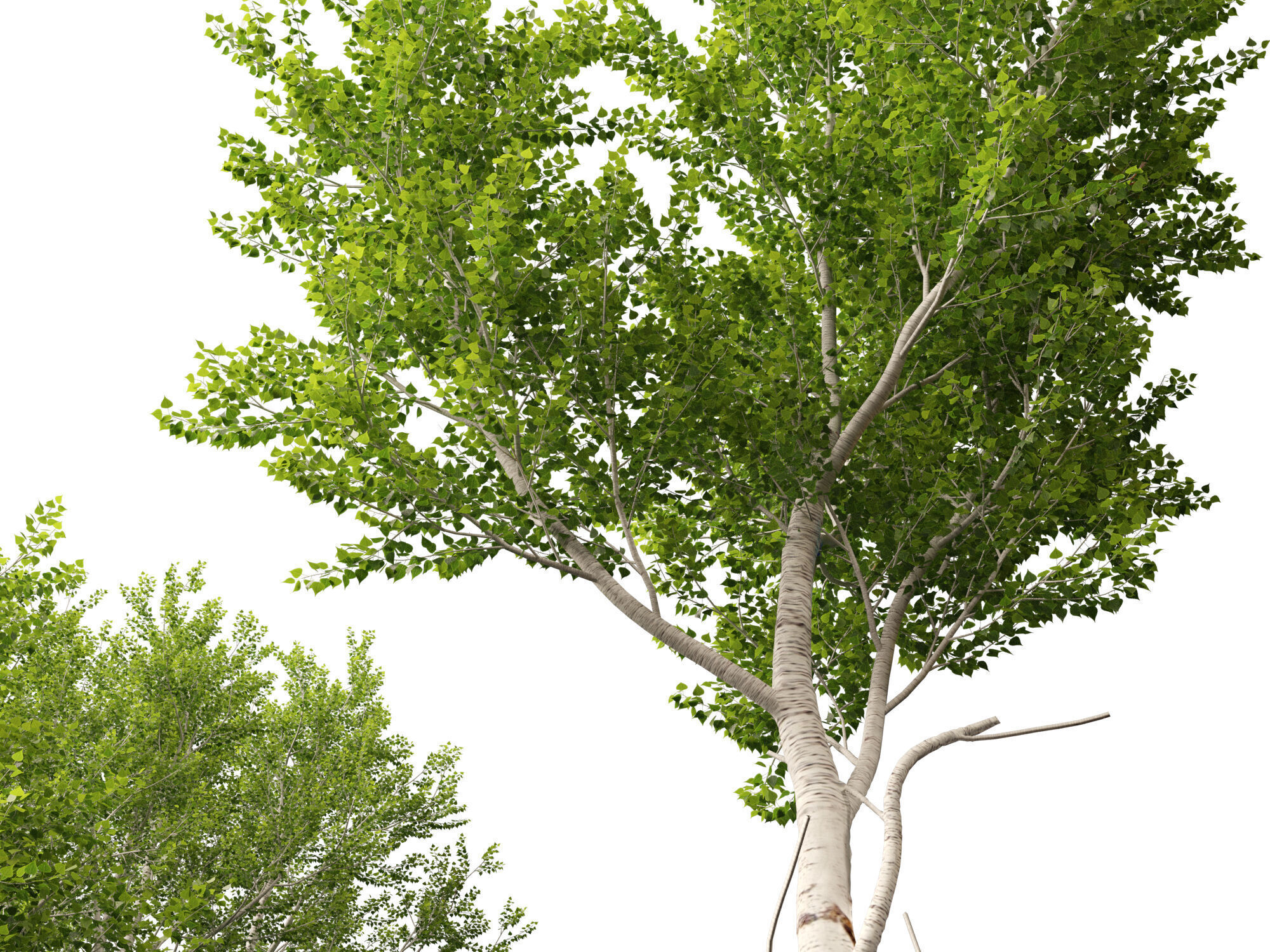 HighpolyLowPoly - Populus tremuloides - Quaking aspen Low-poly 3D model_9