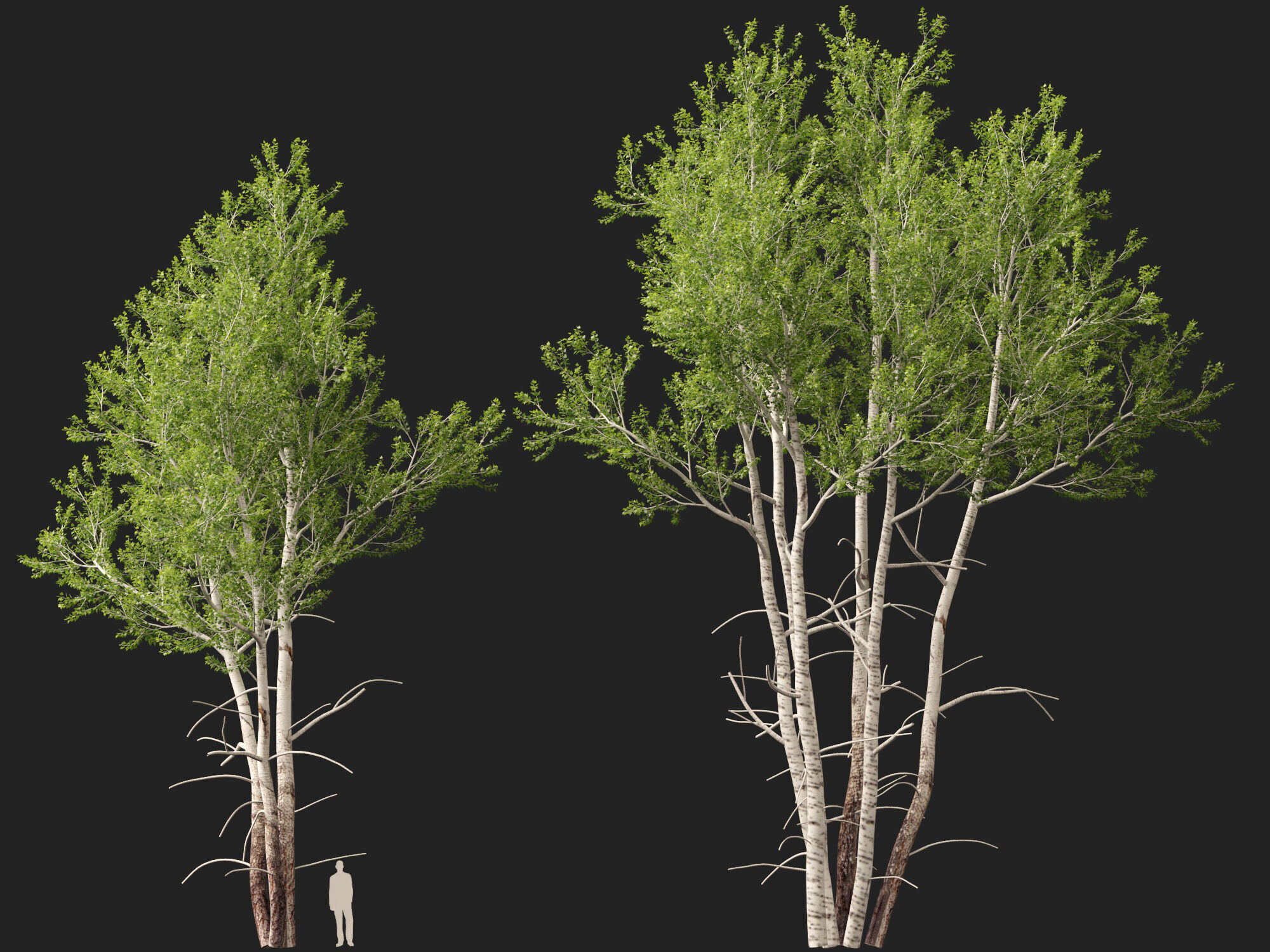HighpolyLowPoly - Populus tremuloides - Quaking aspen Low-poly 3D model_6