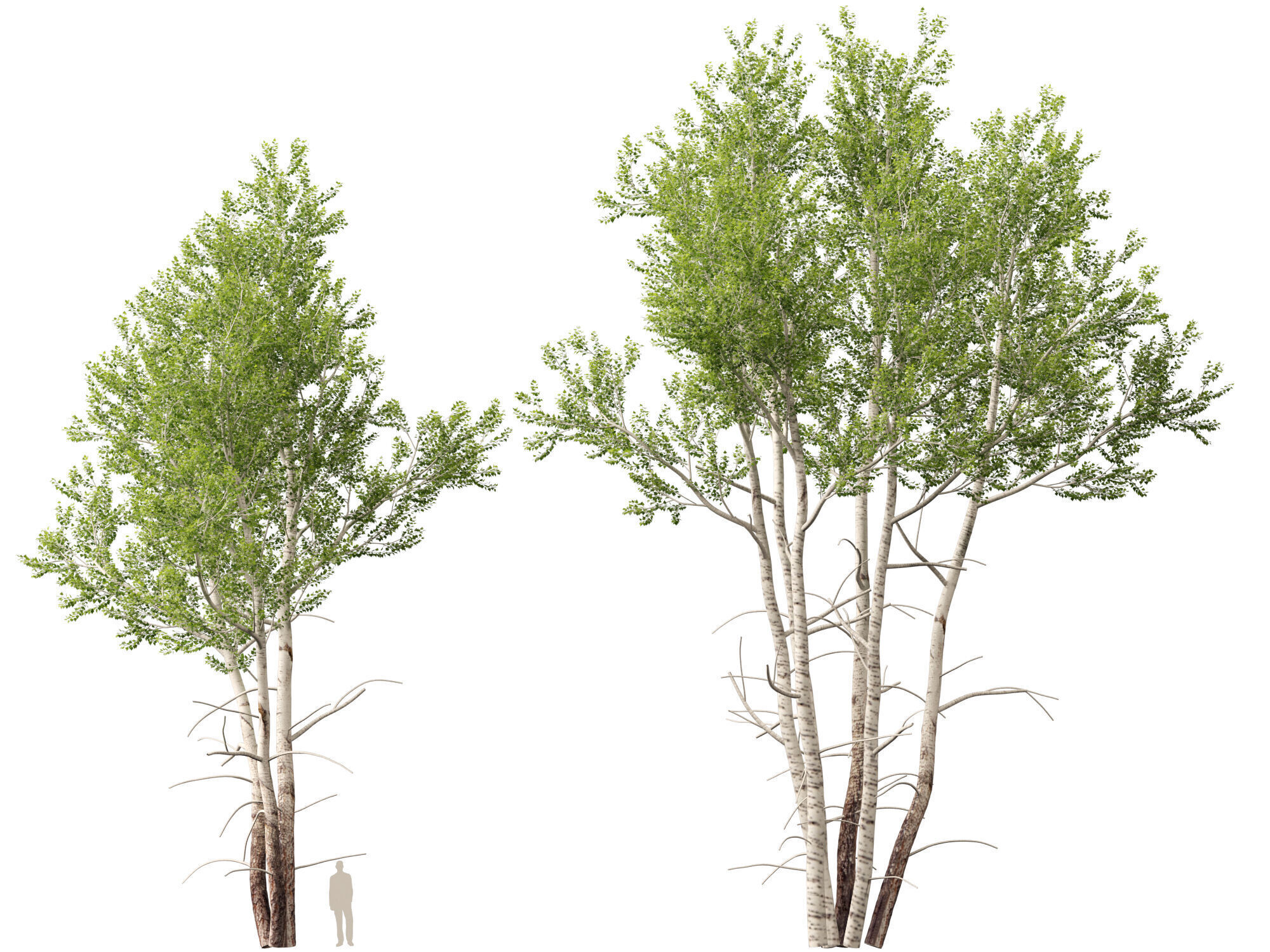 HighpolyLowPoly - Populus tremuloides - Quaking aspen Low-poly 3D model_5