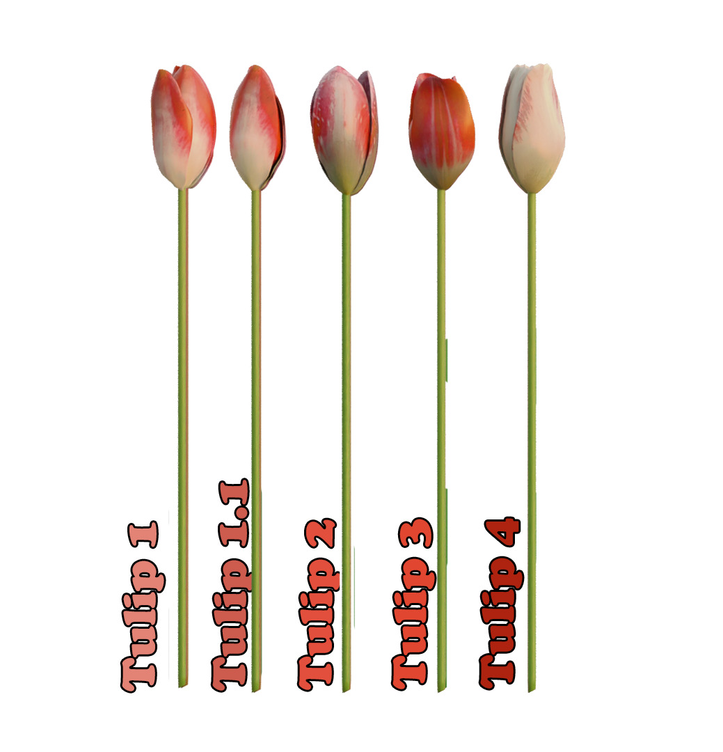  Bouquet of Red Tulips 3D model_5
