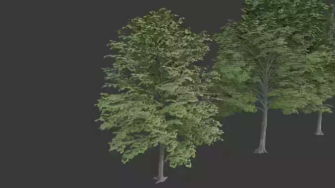 Low Poly Free Tree Pack 1 Free low-poly 3D model