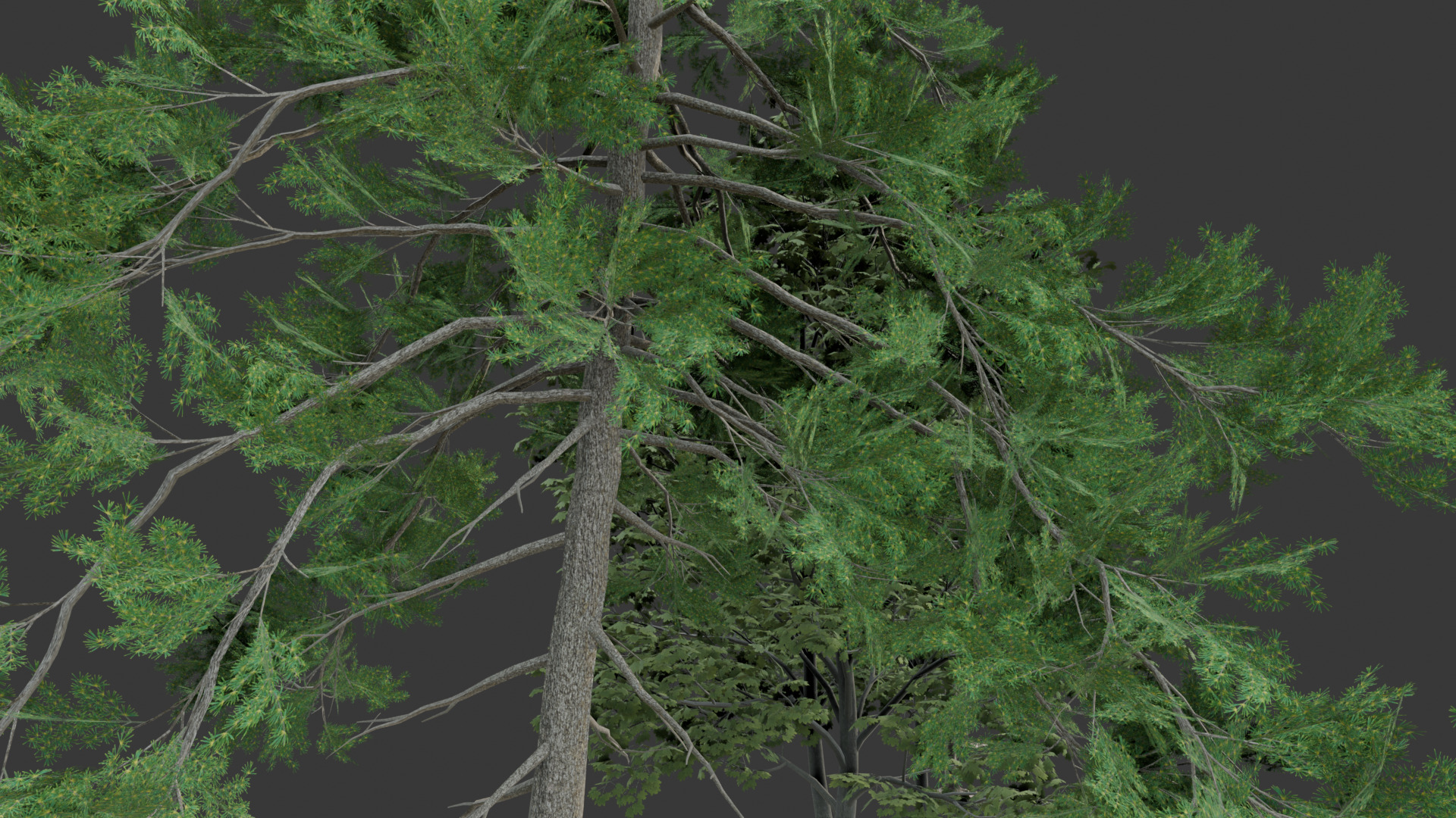 Low Poly Free Tree Pack 1 Free low-poly 3D model_2