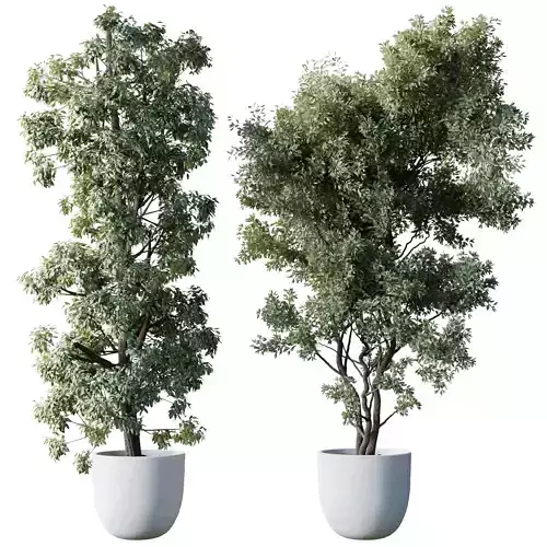 Broadleaf Branch plant in a concrete pot - set indoor plant 608 3D model