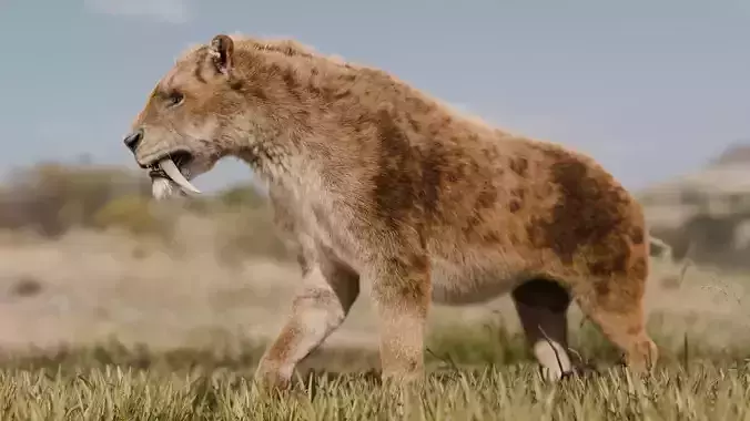 Smilodon Saber-toothed Tiger 3D model