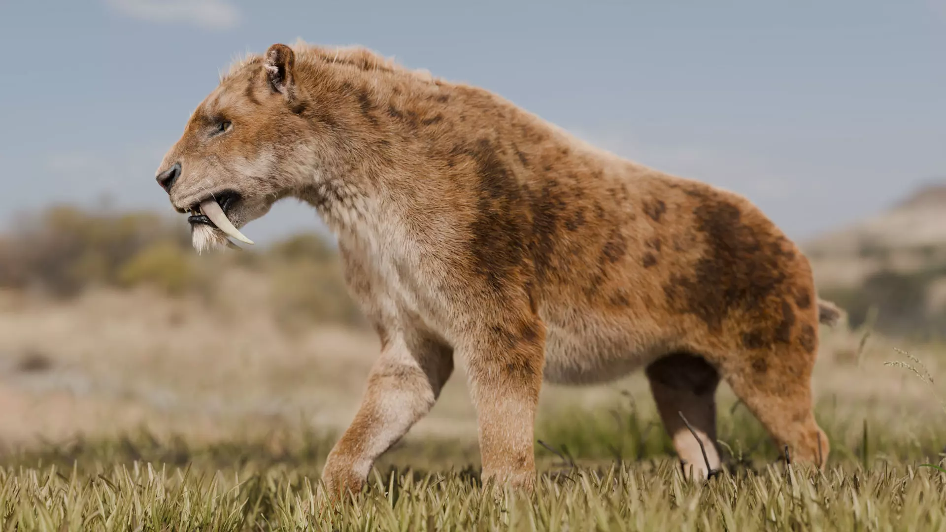 Smilodon Saber-toothed Tiger 3D model