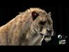 Smilodon Saber-toothed Tiger 3D model_1