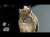Smilodon Saber-toothed Tiger 3D model_2