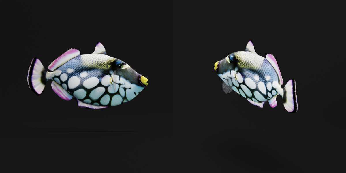 Clown Trigger Fish Low-poly 3D model_23