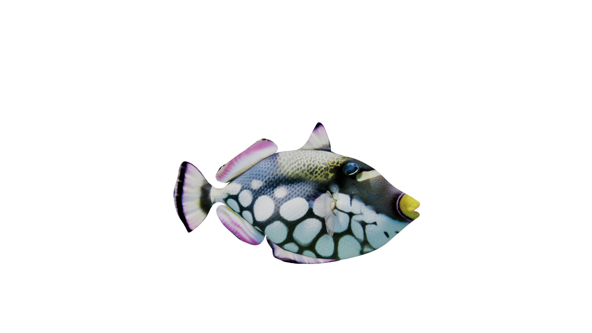 Clown Trigger Fish Low-poly 3D model_32