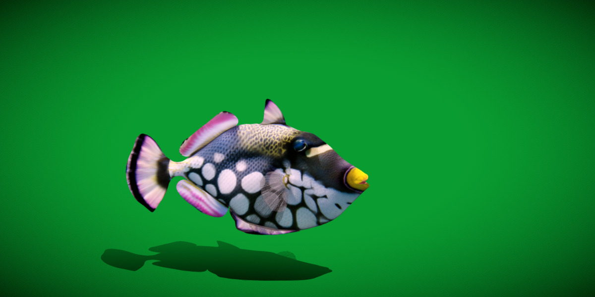Clown Trigger Fish Low-poly 3D model_31