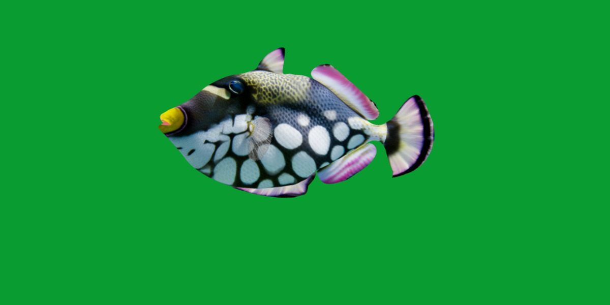 Clown Trigger Fish Low-poly 3D model_27