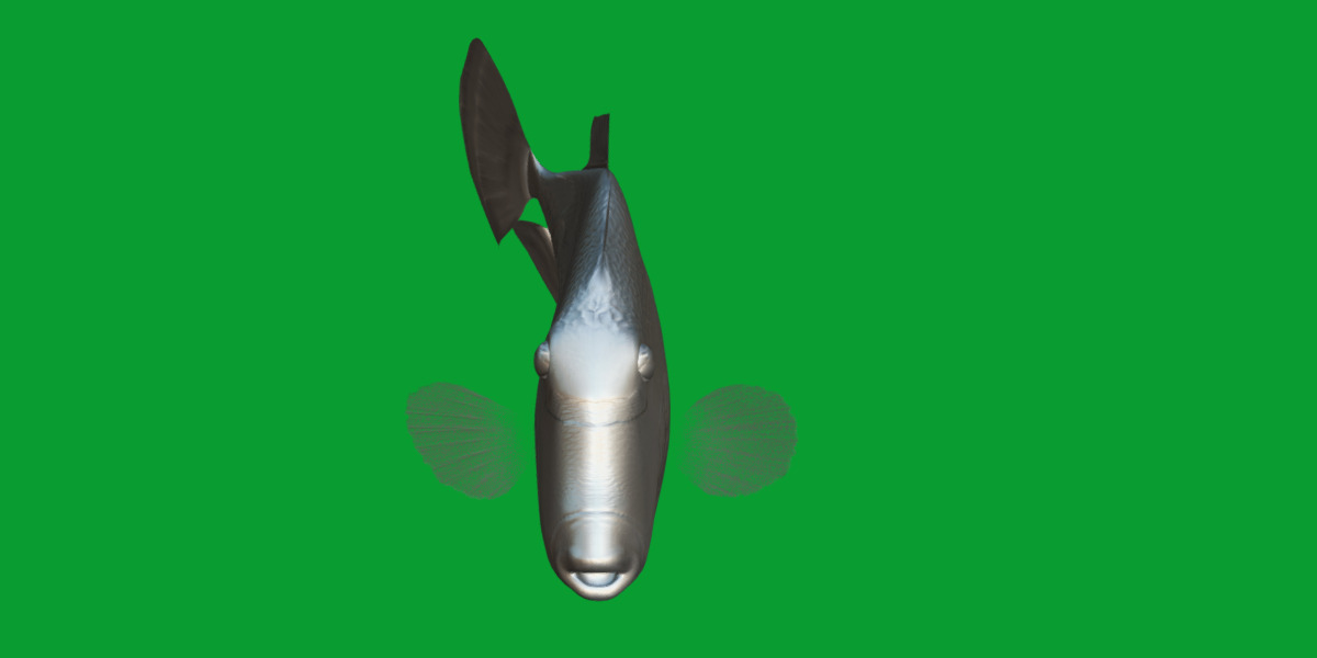 Clown Trigger Fish Low-poly 3D model_12