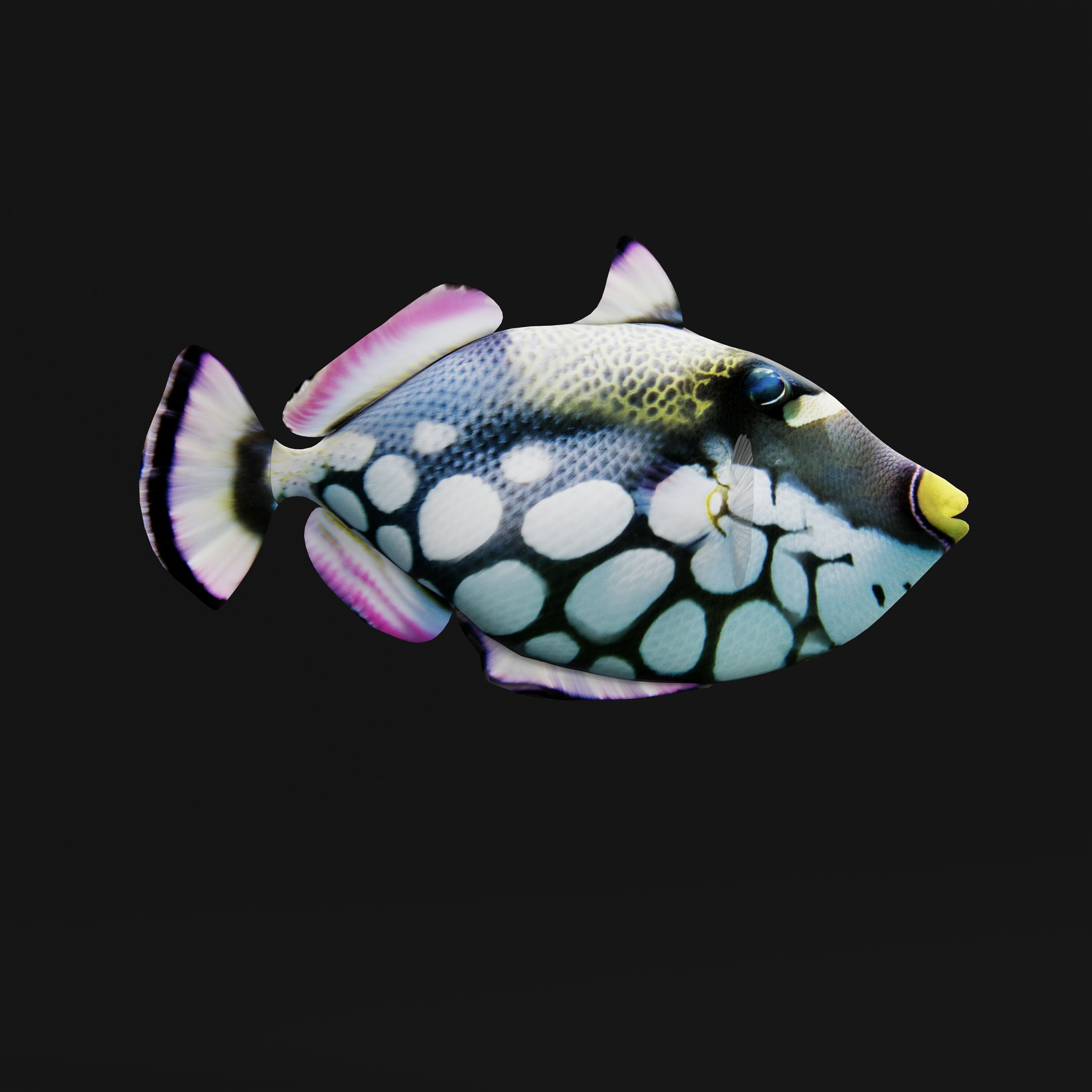 Clown Trigger Fish Low-poly 3D model_40