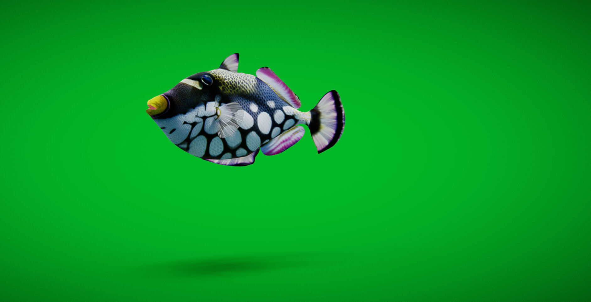 Clown Trigger Fish Low-poly 3D model_24