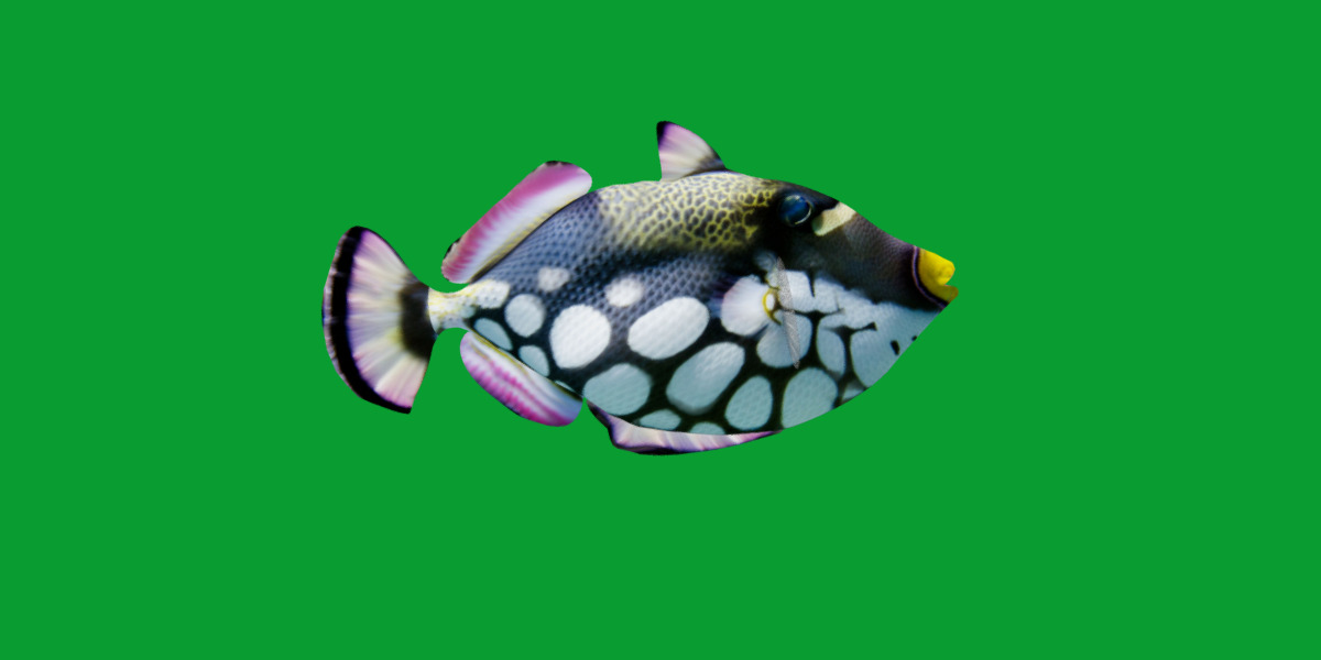 Clown Trigger Fish Low-poly 3D model_25