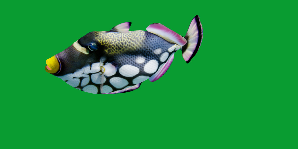 Clown Trigger Fish Low-poly 3D model_22