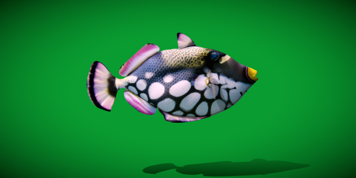 Clown Trigger Fish Low-poly 3D model_14