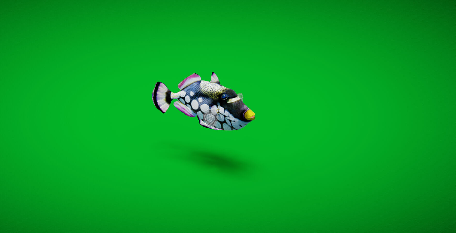 Clown Trigger Fish Low-poly 3D model_34