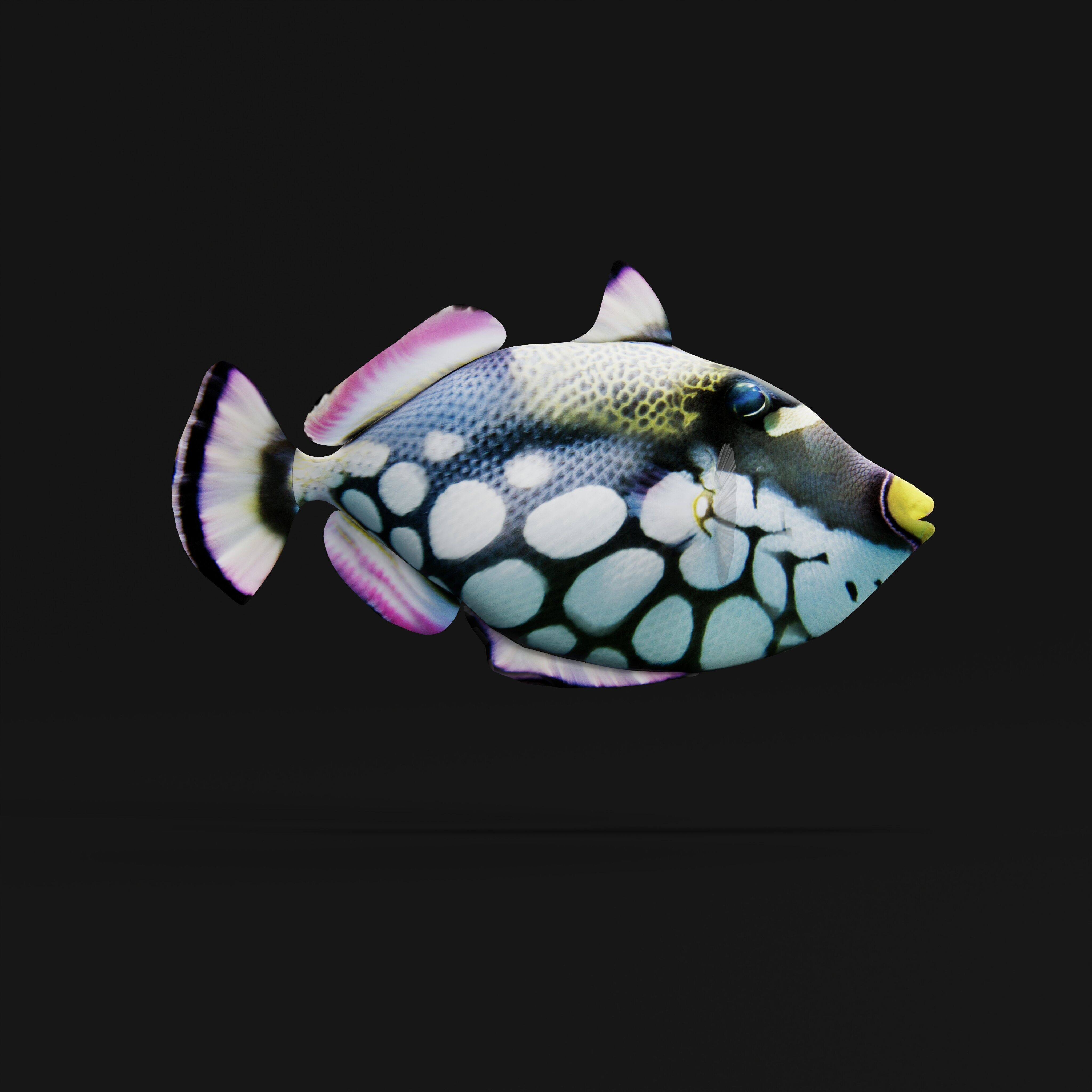 Clown Trigger Fish Low-poly 3D model_37