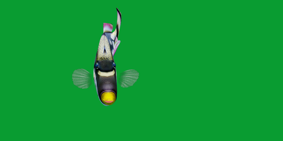 Clown Trigger Fish Low-poly 3D model_26