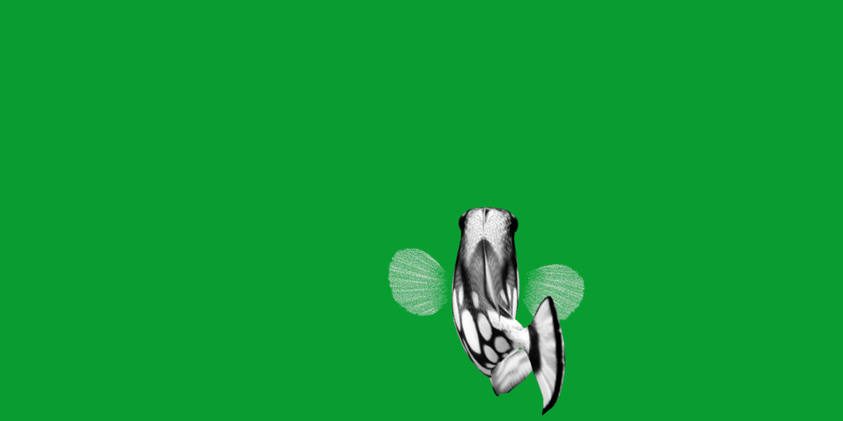 Clown Trigger Fish Low-poly 3D model_9