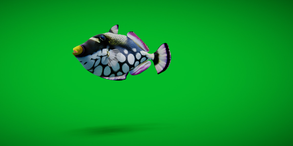 Clown Trigger Fish Low-poly 3D model_2