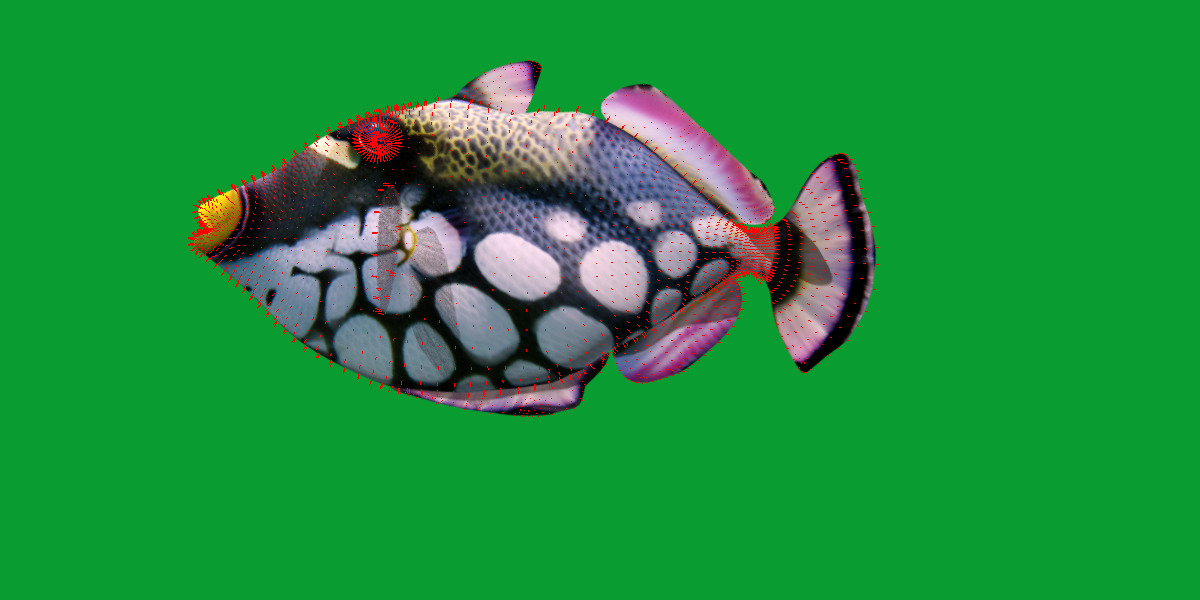 Clown Trigger Fish Low-poly 3D model_17