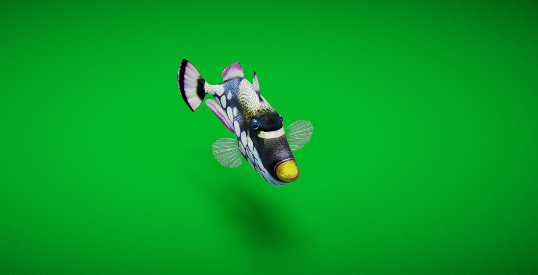 Clown Trigger Fish Low-poly 3D model_35